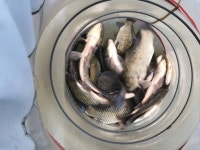 상곡낚시터 유료낚시터 > 토종붕어 전문 낚시터 .......조황입니다 ......... : 낚시사랑