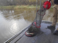 오목낚시 유료낚시터 > 오목낚시터 10월네번째주말 조황모습 : 낚시사랑