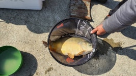 즐거운복상골 유료낚시터 > 10월의 마지막 밤~~~ : 낚시사랑