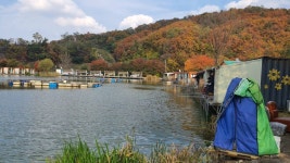 즐거운복상골 유료낚시터 > 만추~~~ : 낚시사랑