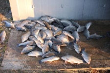 내동지 유료낚시터 > *** 주간4짜왕 동률 *** : 낚시사랑