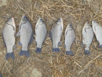 유료터정보 > 유료터점주조황 > 나온다 잘~나와 정말 잘나와.이천성호낚시터