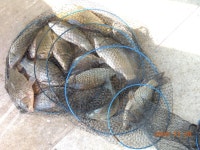 대석낚시터 유료낚시터 > 방류와 주중 스케치.. : 낚시사랑