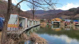 즐거운복상골 유료낚시터 > 강잉어는 계속 들어갑니다~~~ : 낚시사랑