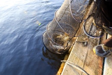 두메지 유료낚시터 > 안성 두메낚시터 12월12일 조황안내. : 낚시사랑