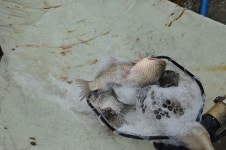 상덕낚시터 유료낚시터 > [상덕낚시터] 신축년 새해 복 많이 받으세요 - 용인 상덕 : 낚시사랑