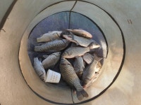 노진낚시터 유료낚시터 > ★★★★ 토요일 3월 6일 노진 낚시터 개장 소식 전해드립니다 ★★★★ : 낚시사랑