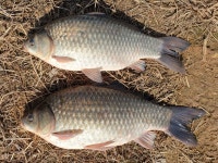 성호낚시터 유료낚시터 > 붕어들과 봄나들이 갑니다. : 낚시사랑