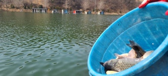 양평수곡낚시터 유료낚시터 > 수곡낚시터 대호만 자연산 토종붕어 대량방류 및 주중 조황안내 : 낚시사랑