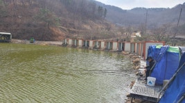 즐거운복상골 유료낚시터 > 고기들이 움직입니다~~~ : 낚시사랑