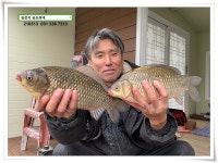 송도좌대 유료낚시터 > 봄 붕어 제 오시는 송전지 송도좌대 조황. : 낚시사랑