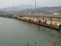 오빈낚시터 유료낚시터 > **** 주말조황 및 방류소식 전합니다 **** : 낚시사랑