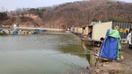 즐거운복상골 유료낚시터 > 이번 주말부터 메기 들어갑니다~~~ : 낚시사랑