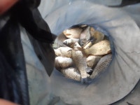 산들낚시터 유료터정보 > 아산 산들낚시터의 3월 21일에 올리는 주말 조황입니다. : 낚시사랑