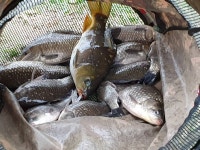 유료터정보 > 유료터점주조황 > 월척으로 싸우기 없기 성호낚시터.