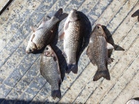 안골지 유료낚시터 > 4/6 아산안골지 조황정보입니다. : 낚시사랑