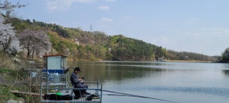 양평수곡낚시터 유료낚시터 > 힐링 양평 수곡낚시터 주중 대량 방류 및 주중반 조황 안내 : 낚시사랑