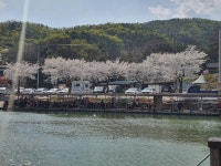 동교낚시터 유료낚시터 > 4월10일 개장합니다~~~ : 낚시사랑