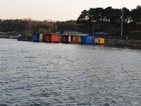 성호낚시터 유료낚시터 > 꽃구경 나온 붕어들 성호낚시터 : 낚시사랑