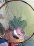 진우낚시터 유료낚시터 > 오전 조황입니다... : 낚시사랑