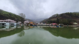 즐거운복상골 유료낚시터 > 복숭아꽃이 만발입니다~~~ : 낚시사랑