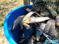 고초골낚시터 유료낚시터 > 고초골 주중조황 및 어자원방류상황 : 낚시사랑