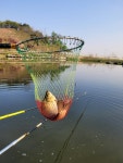 서곡 유료낚시터 > 아직 미산란중이라 그런지 호조황입니다 : 낚시사랑