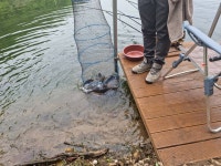 봉낚시터 유료낚시터 > 봉낚시터 주말..방류및 조황정보 올려드립니다!! : 낚시사랑