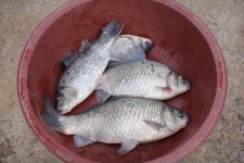 내동지 유료낚시터 > *** 낚시대회후기 *** : 낚시사랑