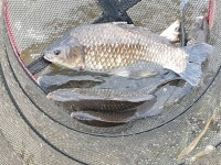 성호낚시터 유료낚시터 > 오늘도 이~만큼 성호낚시터. : 낚시사랑