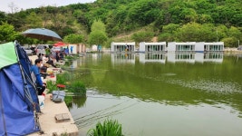 즐거운복상골 유료낚시터 > 장어 방류 시작합니다~~~ : 낚시사랑
