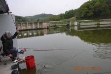 고담낚시터 유료낚시터 > 붕어 100수 탄생 : 낚시사랑