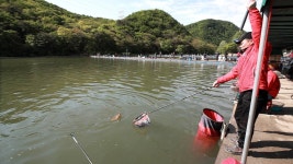 유정낚시터 유료낚시터 > 2021 / 05 / 01 유정지 대박 송어 조황~ : 낚시사랑
