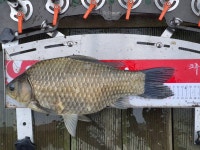 조황조행기 > 충주호조황속보 > 충주호 제일낚시터 조황정보 2020_05_05