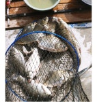 유료터정보 > 유료터점주조황 > 어망사진 도착 이천성호낚시터.