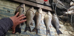 안골지 유료낚시터 > 아산 안골지 4짜 대물입니다. : 낚시사랑