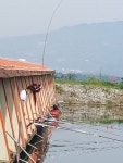 마전낚시공원 유료낚시터 > 일교차가 심해도 좋은 조황소식 : 낚시사랑