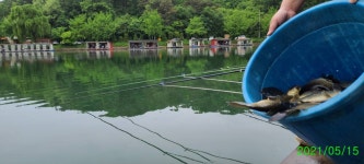양평수곡낚시터 유료낚시터 > 둘째주 주말 힐링 수곡낚시터 토,일 조황 및 붕어 방류 : 낚시사랑