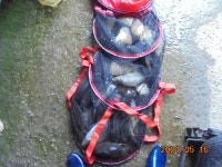 오빈낚시터 유료낚시터 > **** 전구간 폭팔적인 조황입니다 **** : 낚시사랑