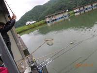 대석낚시터 유료낚시터 > 오세요.. 아카시아 꽃이 활짝 피었습니다.. : 낚시사랑