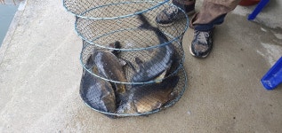 봉낚시터 유료낚시터 > 충북음성군 봉낚시터 방류소식 전합니다~! : 낚시사랑