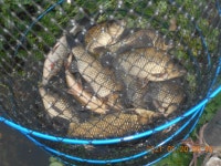 칠곡낚시터 유료낚시터 > 여전히 상류에서 꾸준하게 잘나오네요 : 낚시사랑