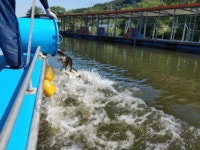 산들낚시터 유료낚시터 > 아산 산들낚시터의 6월 4일에 올리는 조황 및 방류 모습입니다. : 낚시사랑