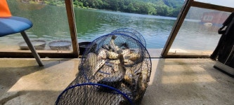 양평수곡낚시터 유료낚시터 > 힐링 수곡낚시터 6월 첫주말 금,토 조황 및 방류 : 낚시사랑