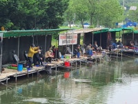 양평메기전용피쉬랜드 유료낚시터 > 양평 피쉬랜드 메기 전용 철갑상어 낚시터!!양 한주간 조황총정리~ : 낚시사랑