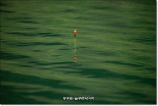 늘푸른낚시터 유료낚시터 > 늘푸른의 조황이 살아나는 물색입니다. : 낚시사랑