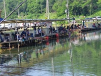 남전지기 유료낚시터 > 주말조황 및 방류소식 : 낚시사랑