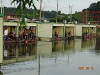 오빈낚시터 유료낚시터 > **** 주말조황 및 방류안내 **** : 낚시사랑
