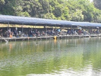 삼하낚시터 유료낚시터 > ## (삼하) 조황맟 방류소식. ## : 낚시사랑