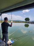 마전낚시공원 유료낚시터 > 쭈욱 지속되는 호조황은 주말까지도!! : 낚시사랑